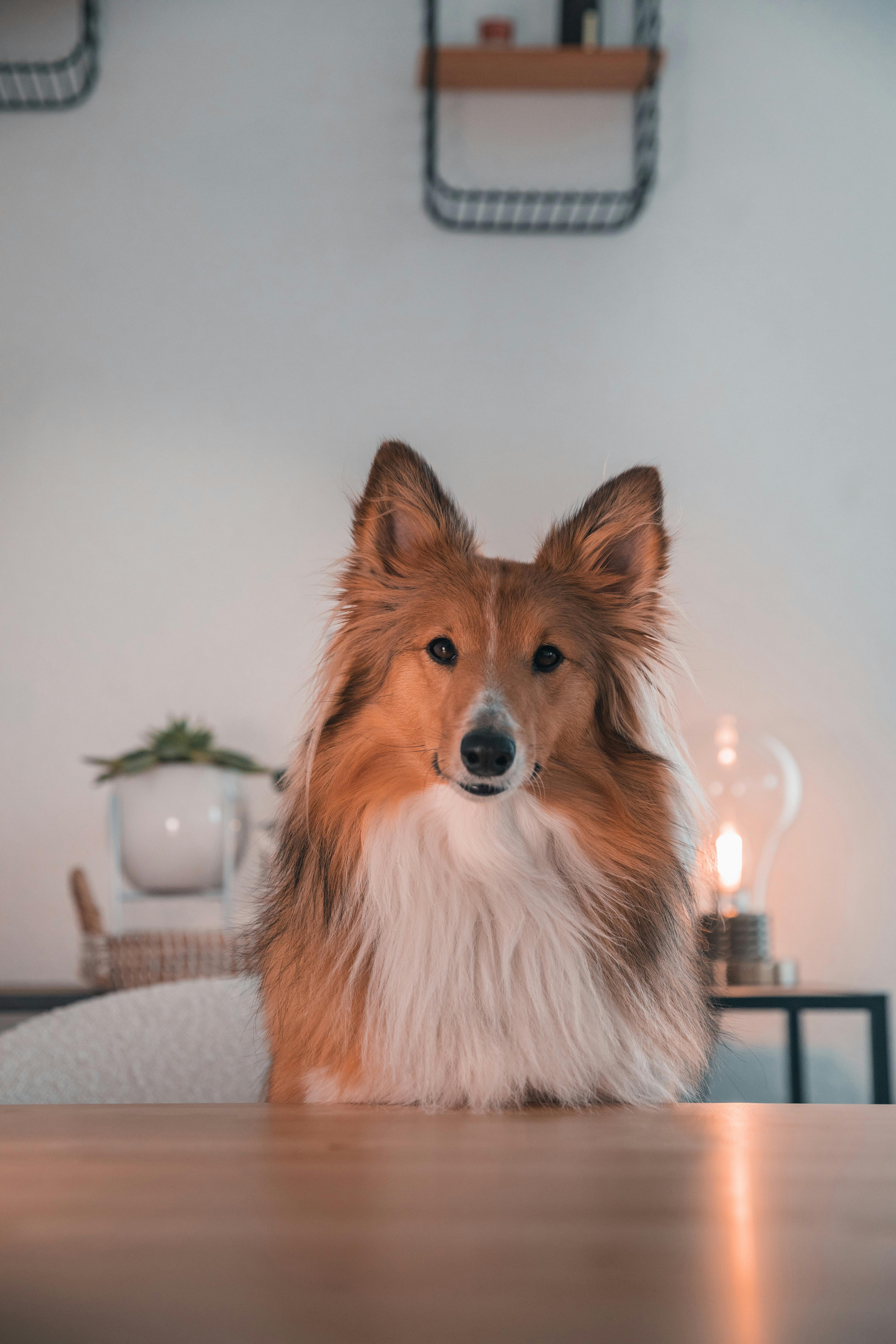 Pet-Friendly Apartments in Dallas: The Complete Guide (2026)